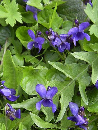 Viola-odorata-plants